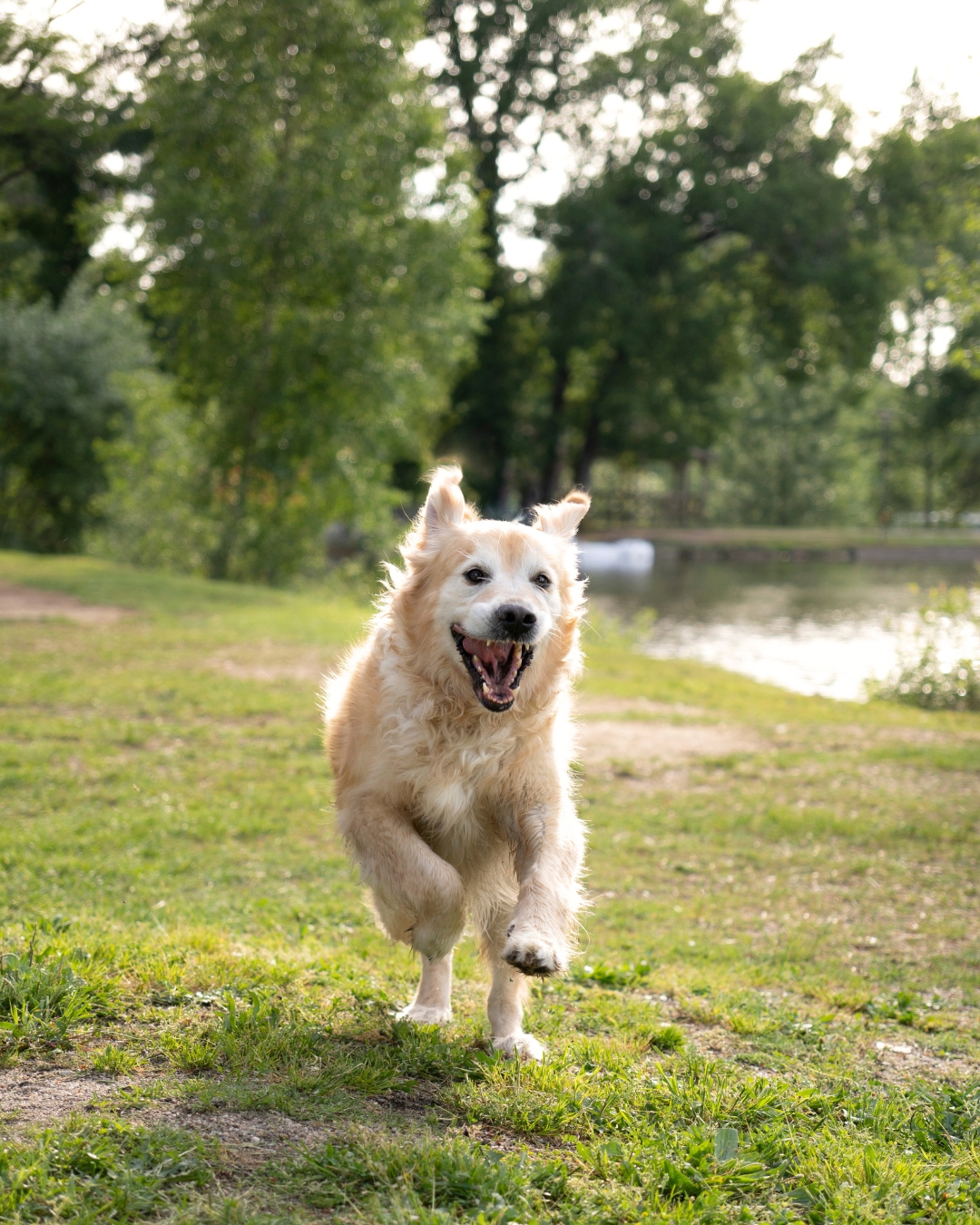 Photographe animalier Charente-Maritime Photographe animalier Charente-Maritime